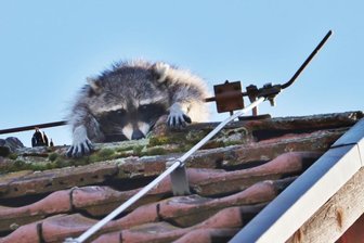 Geschickter Kletterer aus Nordamerika erobert Muldestadt - Waschbären sind gute Kletterer. Die aus Nordamerika stammenden Tiere haben sich auch in Zwickau zunehmend zu lästigen Mitbewohnern entwickelt. 
