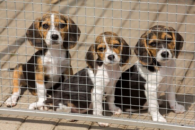 Geschmuggelte Hunde belasten Tierheime - 