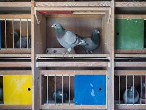Gestohlene Tauben kehren zum Halter zurück -