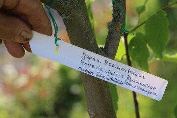 Gesucht: Exotisches aus Vogtlands Gärten - Japanischer Rosinenbaum.