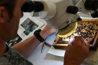 Gesucht: Resistente Honigbienen - Bei einer Auszählaktion am Wochenende an der Hochschule Mittweida suchten Studenten und Imker nach Bienenwaben, die von der Varroamilbe befallen waren. Ziel ist die Zucht resistenter Honigbienen.