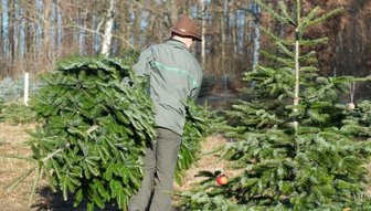 Gesucht wird wieder ein Tannenbaum für Zwickau - Symbolbild