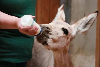 Gesunde Ernährung im Tierpark Chemnitz: Aktionstag für Familien - Auf dem Smoothiebike können Besucher sich das gesunde Getränk am Aktionstag selbst mixen.