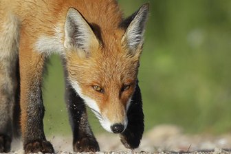 Gesundheitsamt im Vogtland warnt vor Fuchsbandwurm -