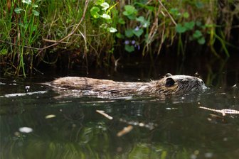 Getötete Nutria in Zwickau: Wie kam das Tier überhaupt zum Neuplanitzer Teich? - Nutrias sind bis jetzt im Zwickauer Landkreis selten gesichtet worden. Bis sich eines am Neuplanitzer Teich niederließ. Wie genau kam es dahin? Die Stadt und der Vorsitzende des Jagdverbandes haben unterschiedliche Theorien.