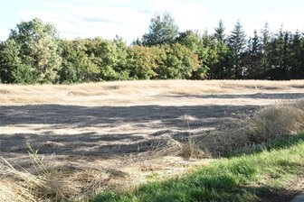 Getreide muss endlich vom Feld: Landwirte hoffen auf trockene Tage - Auf diesem Feld im Augustusburger Ortsteil Grünberg ist ein Großteil des Roggens bereits umgeknickt.