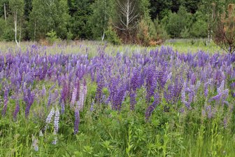 Gewinnspiel: Grundschulen erhalten Post aus dem Naturpark Erzgebirge/Vogtland - Im Naturparkquiz geht es diesmal um Pflanzen, die nicht bei uns heimisch sind - wie die Vielblättrige Lupine.