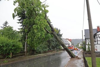 Gewitter in Glauchau: Feuerwehr im Großeinsatz - In Niederlungwitz fiel dieser Baum gegen eine Stromleitung.
