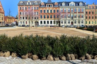 Giftige Eiben: OB Damm verhängt Baustopp auf Tzschirnerplatz - 