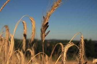 Giftiger Pilz verhagelt teilweise die Roggenernte im Vogtland - Diese schwarzen Pilze, genannt Mutterkorn, sehen aus wie große, schwarze Körner an der Ähre des Roggens. Sie enthalten Giftstoffe.