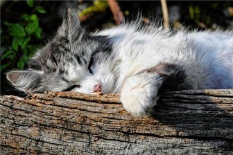 Giftköder in Rochlitz? Das sagt die Polizei - In Rochlitz könnte eine Katze, hier ein Symbolbild, etwas Giftiges gefressen haben und gestorben sein.