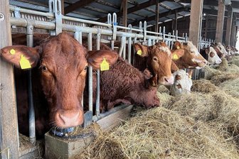Gimmlitztalhof Lichtenberg liefert Angus-Filet-Pakete nach Hause - Der Gimmlitztalhof züchtet Angus-Rinder. 