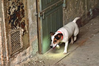 Giro stöbert Vermisste in einer alten Gefängnis-Badewanne auf: Katastrophenschützer aus dem Erzgebirge üben im Lost Place - Fachmann auf Spurensuche: der sechsjährige Jack Russell Giro.