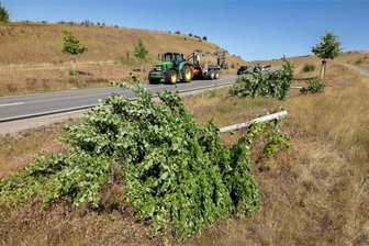 Glauchau/Meerane: Vandalen knicken junge Bäume um - Die Linden an der Höckendorfer Umgehungsstraße (S 288) in Glauchau sind mit Gewalt umgeknickt worden.