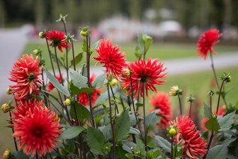 Glauchau richtet Landesgartenschau 2022 nicht aus - Torgau macht das Rennen -