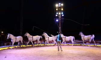 Glitzerwelt oder Tierqual? - Zirkus zwischen Tradition und Verbot - Für viele Kinder ist Zirkus ein Muss. Unter Erwachsenen gehen die Meinungen hingegen weit auseinander. Während Circus Krone als Branchenprimus den Tierschutz nach eigenen Angaben großschreibt, fordern Zirkusgegner ein generelles Wildtierverbot in der Manege.