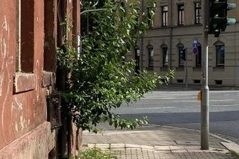 Glosse: Die Natur schlägt zurück - Der Fassadenbaum am Haus Müllerstraße 21.