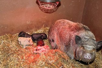 Glück in Hirschfeld und kein Winterschlaf im Tierpark - Liebevoll kümmert sich Mama Sau derzeit um ihren Nachwuchs im Tierpark Hirschfeld. Die Schweinebande macht es sich bei den kalten Temperaturen unterm Rotlicht gemütlich. 