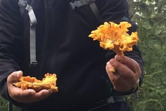 Glückspilz aus dem Erzgebirge: Zwei Kilo Pfifferlinge an einer Stelle entdeckt - Glückspilz: Hartmut Seifert fand sehr große Pfifferlinge.