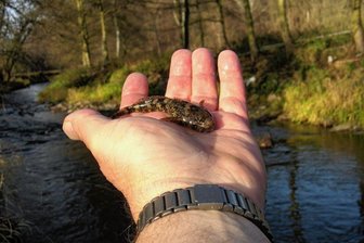 Göltzsch-Zustand: Naturschützer legt Veto ein - Fischexperte Roland Bäuml hält eine Groppe in der Hand. Allerdings ist das Bild schon mehrere Jahre alt. 