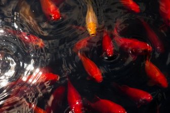 Goldfische aus Gartenteich gestohlen -