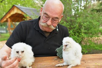 Goldig: Eulen-Küken mit Familienanschluss - Freibergs Tierparkchef Peter Heinrich freut sich über die beiden Schleiereulen-Küken, die seit 24 Tagen im Mini-Zoo und bei ihm zu Hause leben. Die Jungen stammen von einem Züchter aus Essen. 