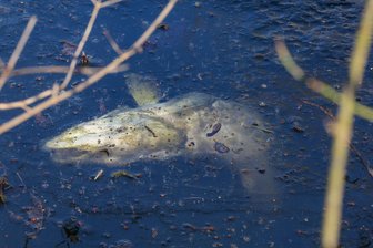 Gondelteich Meerane: Tote Fische stecken im Eis fest - Dieser Hecht im Eis des Gondelteiches Meerane hatte keine Überlebenschance.