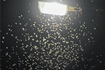 Gornsdorer Gemeinderäte wollen Laternenabschaltung neu prüfen - Noch ein Aspekt: Straßenlaternen sind nachts auch Fallen für Insekten. 