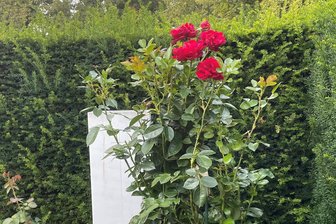 Grabschändung mit Diebstahl in Markneukirchen - Jahrelang schmückten große Kletterrosen ein Grab auf Markneukirchens Friedhof. Nun sind sie weg.
