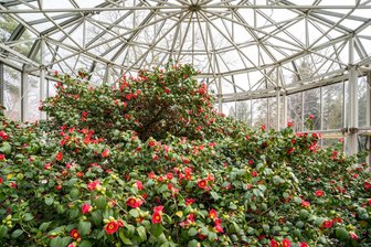 Grand Dame des Schlossparks Pillnitz erhält höchste Ehrung - Die Kamelie im Schlosspark Pillnitz in voller Blüte.