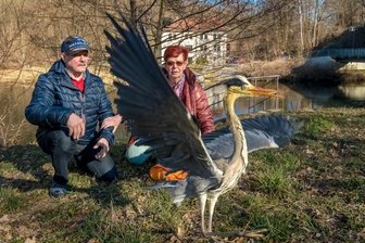 Graureiher wird entlassen -