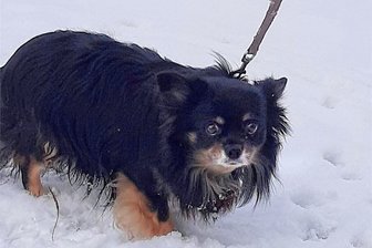 Grausame Tat: Kleiner Hund an A 72 ausgesetzt - Dieser männliche Chihuahua-Mischling wurde an der A 72 ausgesetzt. 