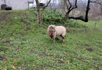 Grausiger Fund in Sorgau: Schaf durch Biss in die Kehle getötet - Zwei Schafe sind auf einem Grundstück in Sorgau verletzt worden. Ein weiteres Schaf ist - vermutlich durch einen Wolfsriss - getötet worden.