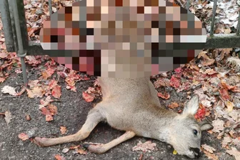 Grausiger Vorfall am Küchwald in Chemnitz: Freilaufender Hund tötet Reh - Das Reh blieb auf der Flucht vor dem Hund im Torgitter stecken. Der Hund zerfleischte es.