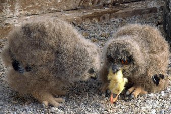 Greifvögel beziehen Sommerquartier auf dem Galgenberg in Augustusburg - Zwei Uhu-Nachwuchsvögel werden gefüttert, wer schnappt schneller zu?