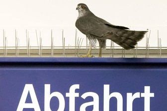 Greifvogel fliegt in Hauptbahnhof umher -