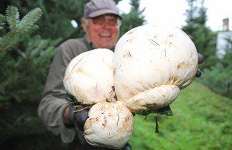 Groß, schwer, doch leider ungenießbar -