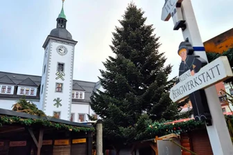 Groß und dicht benadelt soll er sein: Freiberg sucht einen Weihnachtsbaum - 2024 war der Weihnachtsbaum auf dem Christmarkt in Freiberg 13,54 Meter hoch.