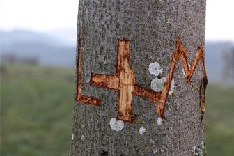 Große Empörung im Vogtland: Unbekannte bringen junge Reuther Linde mit eingeritzter Liebesbotschaft in Gefahr - Stark eingeritzt und geschädigt: Die junge Reuther Linde.