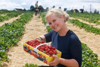 Große Erdbeeren, großer Zulauf: Jetzt kann auch in Callenberg gepflückt werden - Isabell Schröter aus Remse hat ihren Erdbeerkorb in knapp zehn Minuten gefüllt.