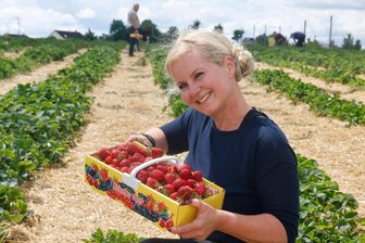 Große Erdbeeren, großer Zulauf: Jetzt kann auch in Callenberg gepflückt werden - Isabell Schröter aus Remse hat ihren Erdbeerkorb in knapp zehn Minuten gefüllt.