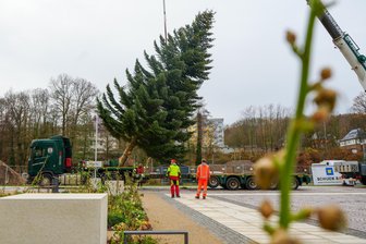 Große Fracht rollt durch Flöha: Der neue Marktplatz hat seinen Weihnachtsbaum -