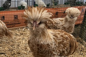 Große Kleintierschau mit Tombola in Altmittweida - Bei der Kleintierschau in Altmittweida sind auch Paduaner zu sehen.