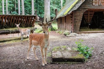 Große Resonanz: Wie es nach einer Umfrage mit dem Annaberger Tiergehege weitergeht - Das Tiergehege am Pöhlberg in Annaberg ist ein beliebtes Ausflugsziel. Entsprechend groß war auch das Interesse an einer Umfrage zur  geplanten Umgestaltung der Anlage. 