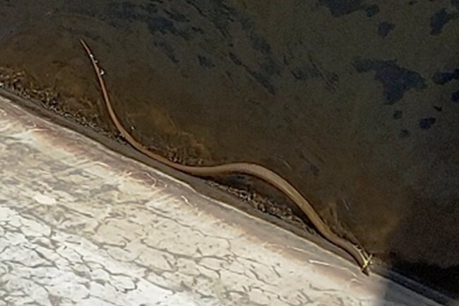 Große Schlange in Talsperre Werda gibt Rätsel auf - Spaziergänger hielten die Schlange an der Talsperre im Bild fest. Der Ausschnitt ist gezoomt.