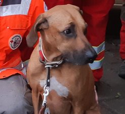 Großer Sucheinsatz nach vermisstem Senior endet erfolgreich - Ein Rettungshund verfolgte die Spur des Vermissten und fand ihn schließlich. 