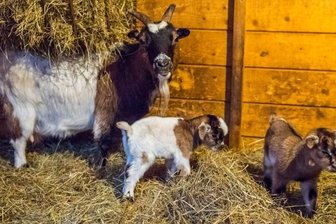 Großes Dach, kleine Ziegen -