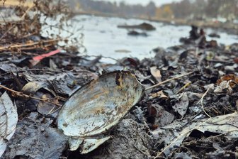 Großes Muschelsterben im Chemnitzer Schloßteich: Hat das Rathaus gegen den Artenschutz verstoßen? - Reste von Muscheln finden sich derzeit zuhauf am Ufer des Schloßteichs in Chemnitz. Das Ablassen des Teiches wegen Reparaturarbeiten am Ablauf hat ein Großteil der geschützten Art nicht überlebt.