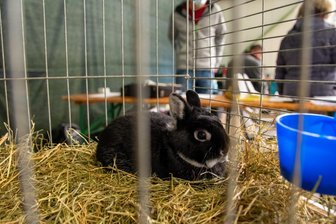 Großes Schaufenster für kleine Tiere - 
