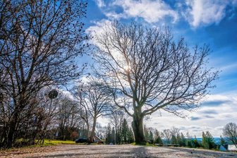 Großrückerswalde geht in Sachen Baumschutz neue Wege - Die neue Baumschutzsatzung der Gemeinde Großrückerswalde legt fest, welche Gehölze gefällt werden dürfen.